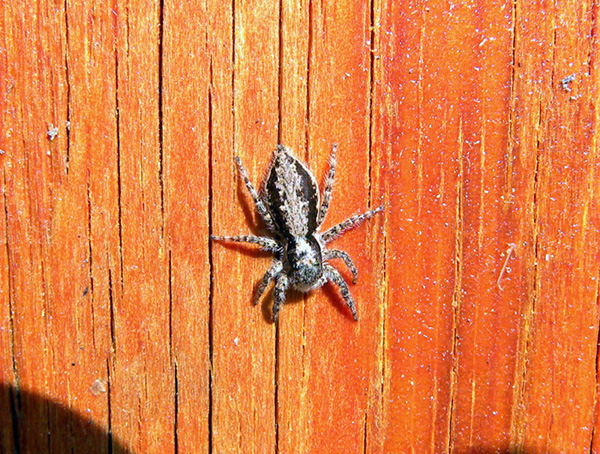 Marpissa sp. -  No, Menemerus cf. bivittatus